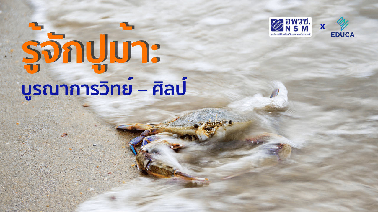 รู้จักปูม้า: บูรณาการวิทย์ – ศิลป์